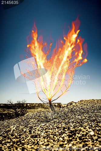 Image of the burning thorn bush