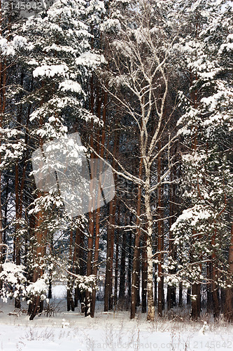 Image of Natural background. Snowy winter forest