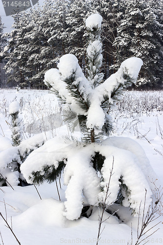Image of Young pine tree under the weight of snow