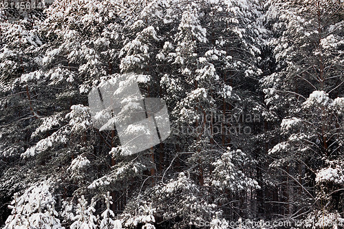 Image of Natural background. Snowy pine forest