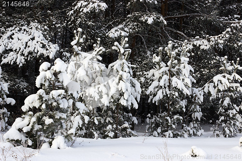 Image of Young pine trees covered with snow
