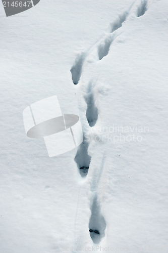 Image of Traces of foxes on the snow surface