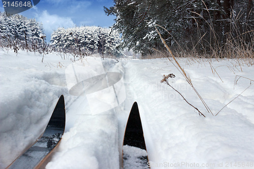 Image of Ski track in a forest clearing in January