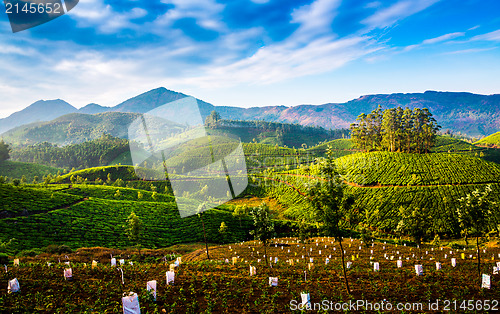 Image of Tea plantations in India