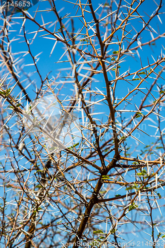 Image of acacia bush