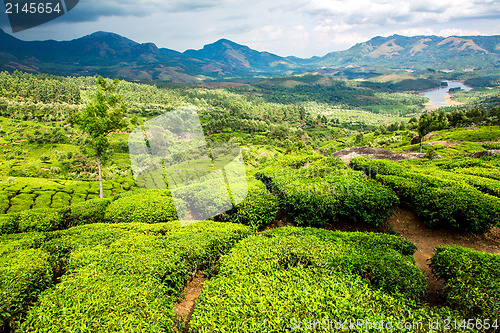 Image of Tea plantations in India