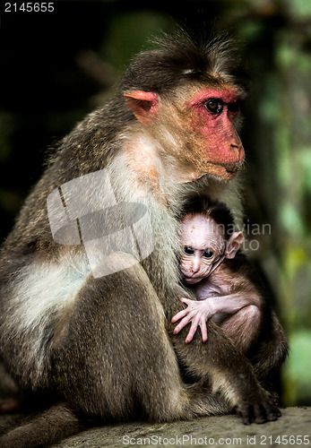 Image of Baby monkey - Macacus mulatta also called the rhesus monkey