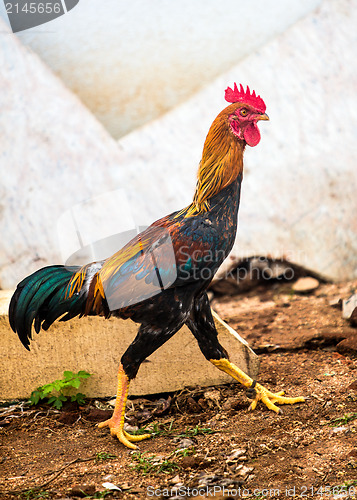 Image of rooster