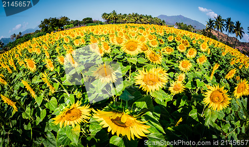 Image of sunflowers