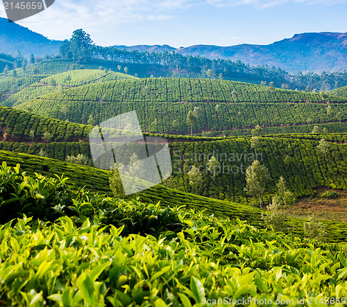 Image of Tea plantations in India