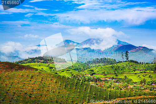 Image of Tea plantations in India