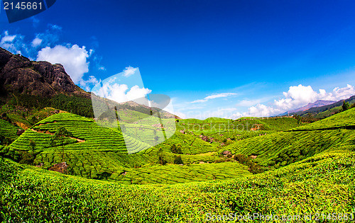 Image of Tea plantations in India