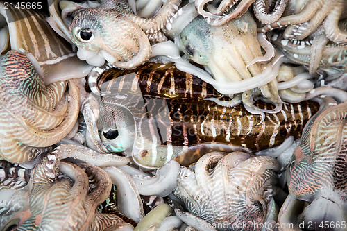 Image of Fresh squid tray