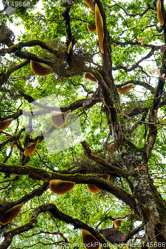 Image of Beehive hanging over a tree in India