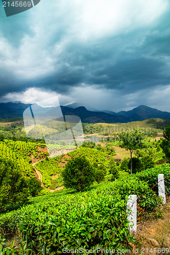 Image of Tea plantations in India