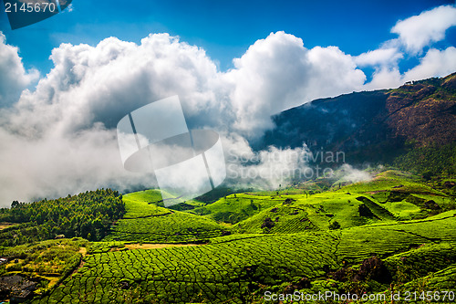 Image of Tea plantations in India