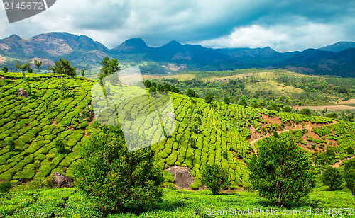 Image of Tea plantations in India