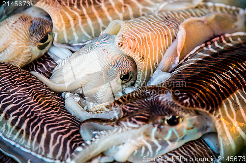 Image of Fresh squid tray