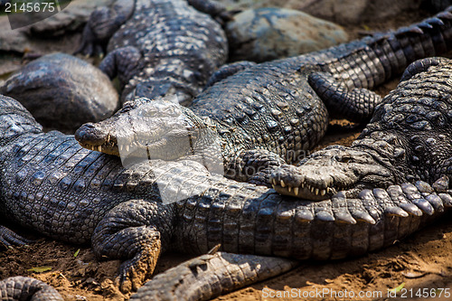 Image of crocodile alligator