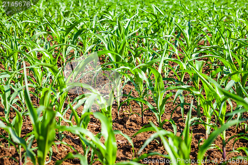 Image of Young shoots of rice.