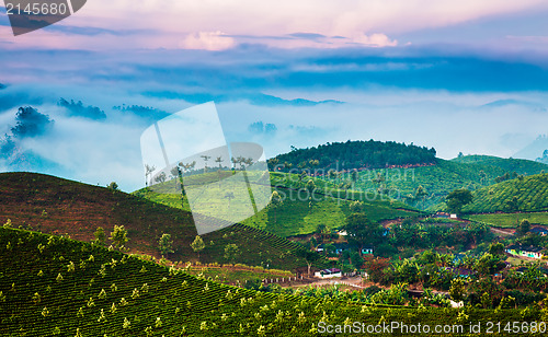 Image of Tea plantations in India