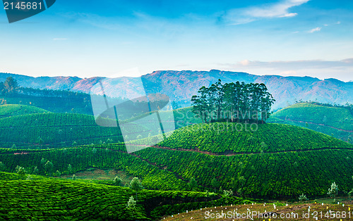 Image of Tea plantations in India