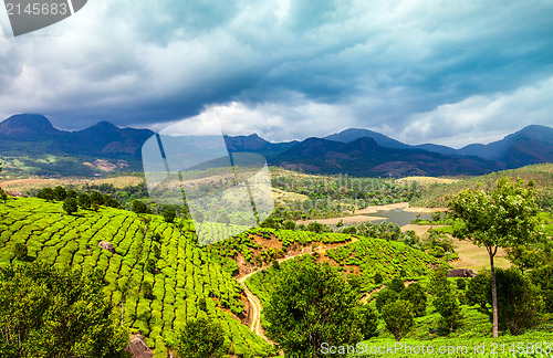 Image of Tea plantations in India