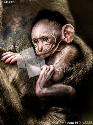 Image of Baby monkey - Macacus mulatta also called the rhesus monkey