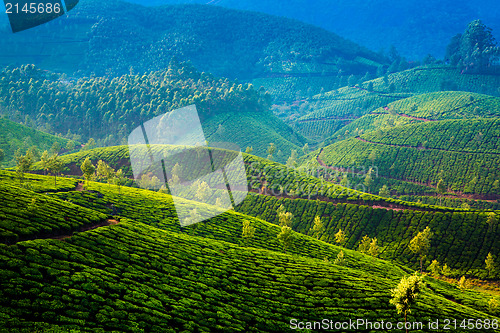 Image of Tea plantations in India