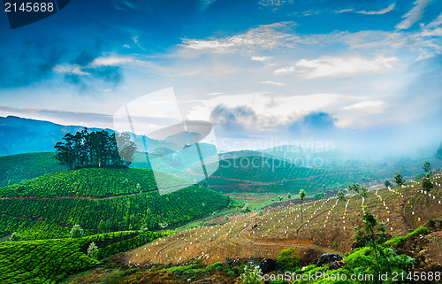 Image of Tea plantations in India