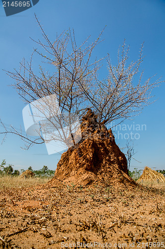 Image of acacia bush