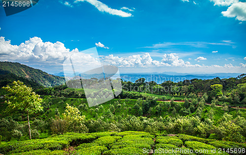 Image of Tea plantations in India