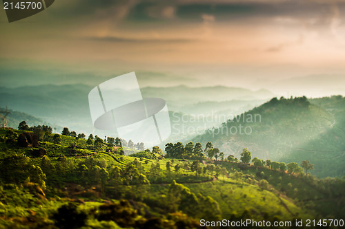 Image of Tea plantations in India (tilt shift lens)