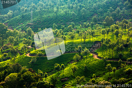 Image of Tea plantations in India