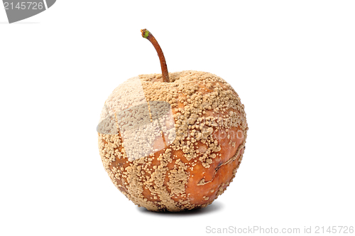 Image of Rotten Apple