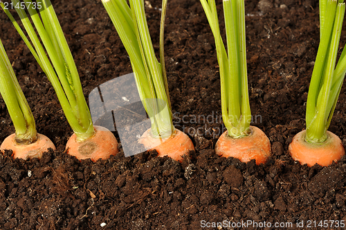 Image of Carrots