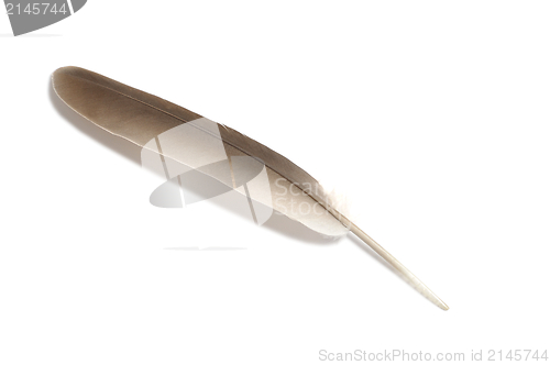 Image of Feather