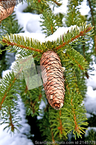 Image of tree with snow
