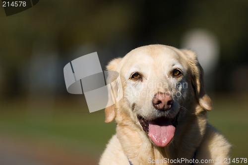 Image of Golden retriever