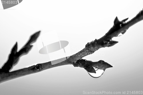 Image of raindrop on a branch