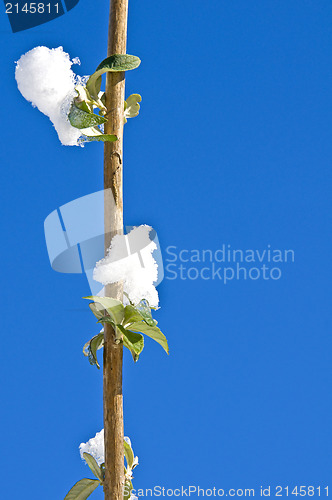 Image of  Branch with snow