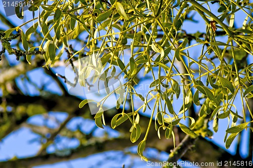 Image of Mistletoe