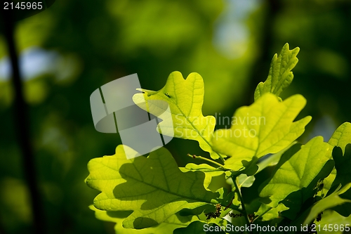 Image of Leaves