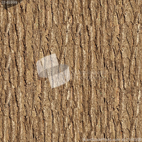 Image of Elm Bark. Seamless Texture.