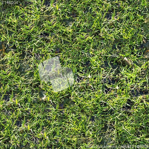 Image of Grass. Seamless Texture.