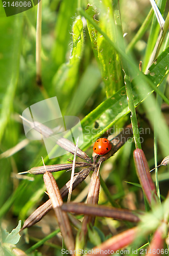 Image of Ladybird 