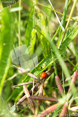 Image of Ladybird