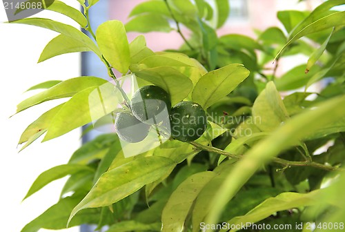 Image of Mandarin tree 