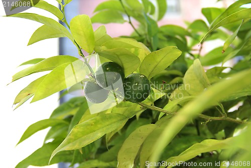 Image of Mandarin tree 