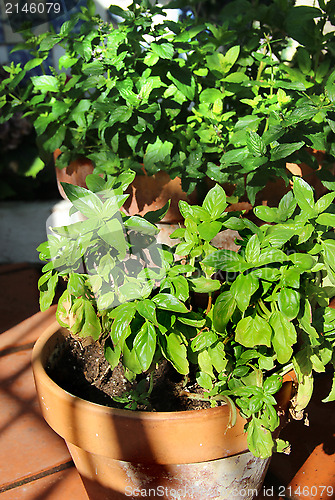 Image of Herbs in the pot